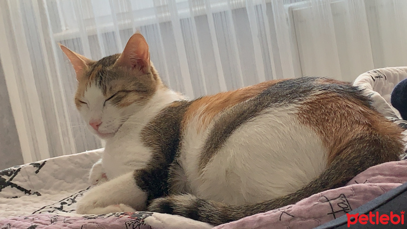 Tekir Kedi, Kedi  Balım fotoğrafı