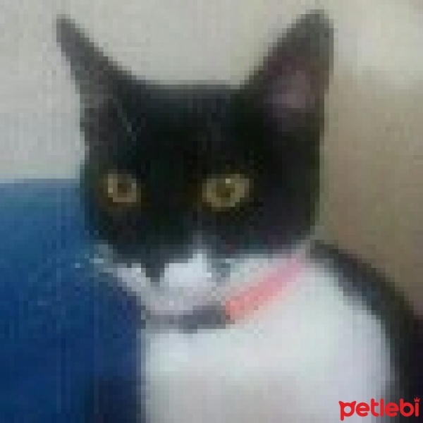 Tuxedo (Smokin) Kedi, Kedi  Şila fotoğrafı
