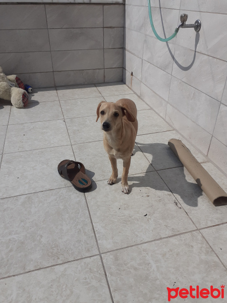 Tibet Terrieri, Köpek  Bade fotoğrafı