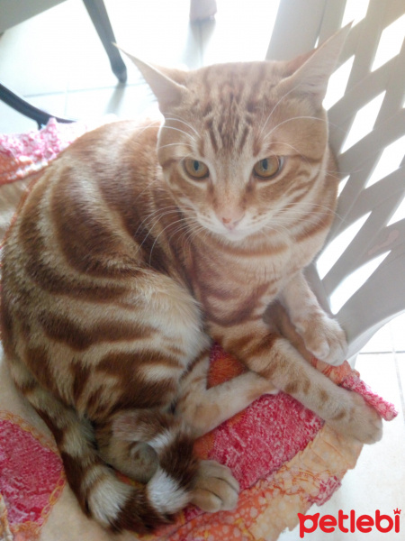 Sarman, Kedi  Tarçın fotoğrafı