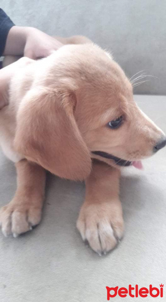 Golden Retriever, Köpek  Goldin labrador ucretsiz herseyiyle beraber fotoğrafı