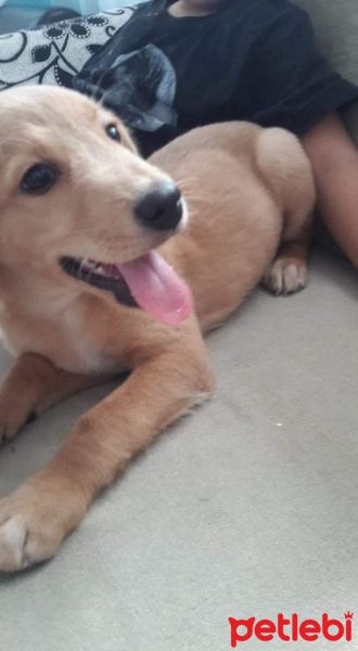 Golden Retriever, Köpek  Goldin labrador ucretsiz herseyiyle beraber fotoğrafı