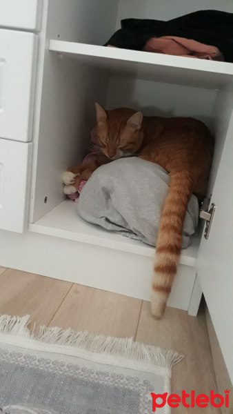 Sarman, Kedi  Oscar fotoğrafı