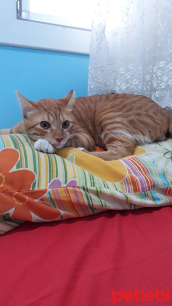 Sarman, Kedi  Oscar fotoğrafı