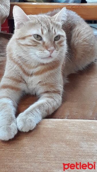 Sarman, Kedi  Minnak fotoğrafı