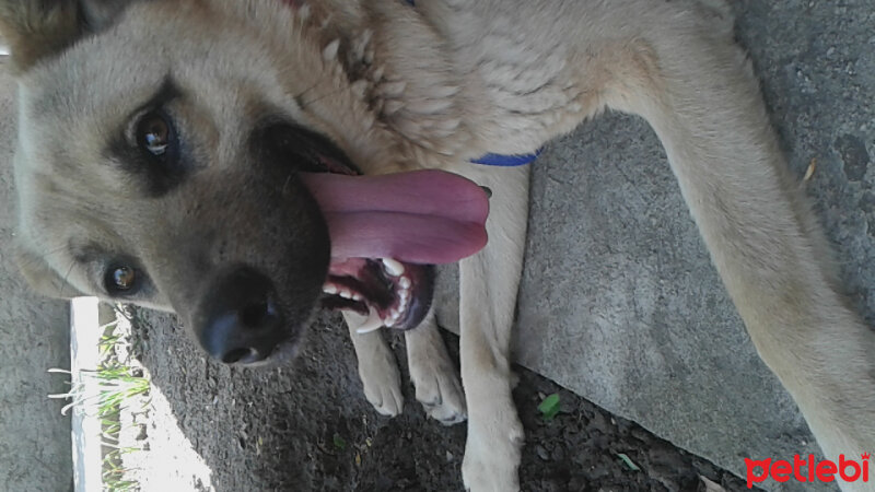 Alman Çoban Köpeği, Köpek  Gümüş fotoğrafı