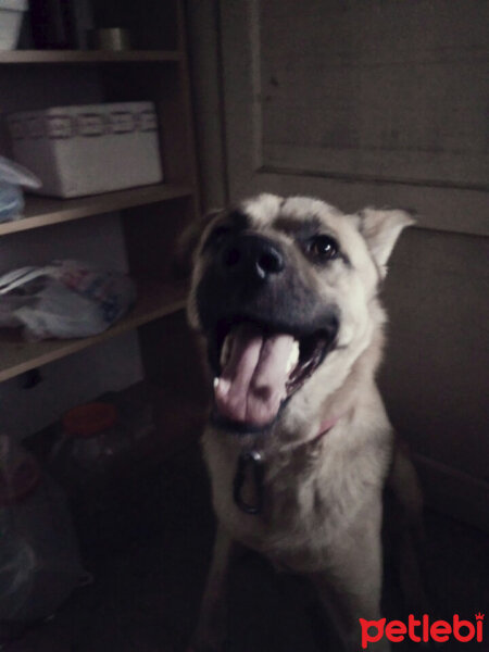 Alman Çoban Köpeği, Köpek  Gümüş fotoğrafı