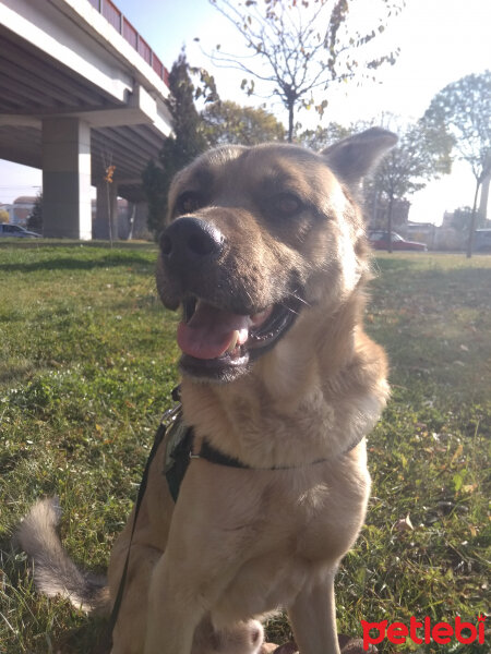 Alman Çoban Köpeği, Köpek  Gümüş fotoğrafı