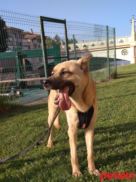 Alman Çoban Köpeği, Köpek  Gümüş fotoğrafı