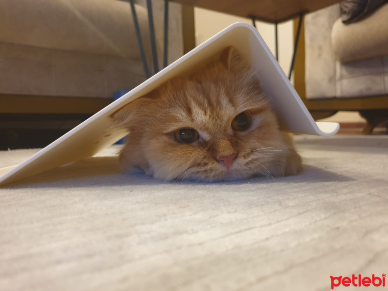 İran Kedisi (Persian), Kedi  Mars fotoğrafı