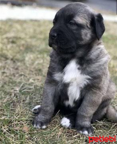 Bernese Dağ Köpeği, Köpek  Kral fotoğrafı