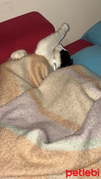 Tuxedo (Smokin) Kedi, Kedi  venüs fotoğrafı