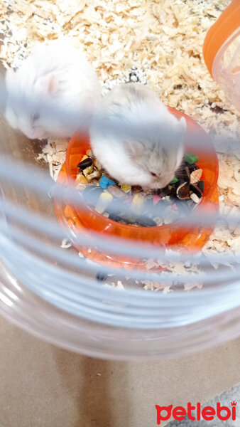 Hamster, Kemirgen  Korona ve fındık fotoğrafı