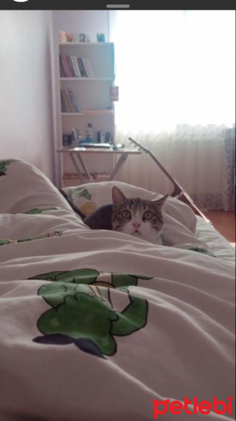 Tekir Kedi, Kedi  Eyşan fotoğrafı