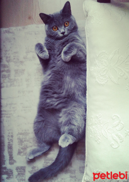 British Shorthair, Kedi  Badem fotoğrafı