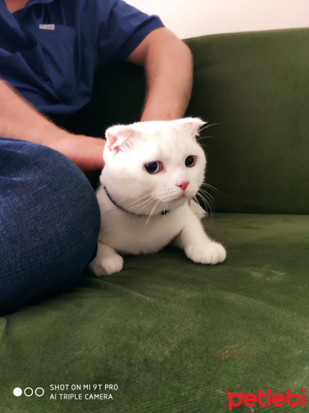 Scottish Fold, Kedi  Asil fotoğrafı