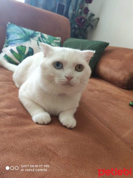 Scottish Fold, Kedi  Asil fotoğrafı