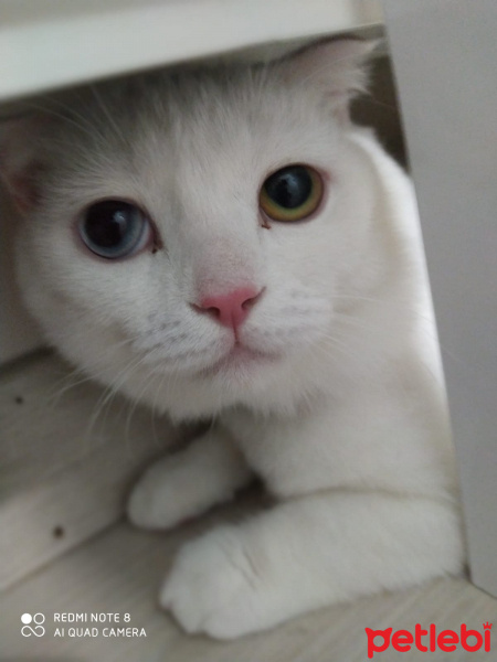 Scottish Fold, Kedi  Asil fotoğrafı