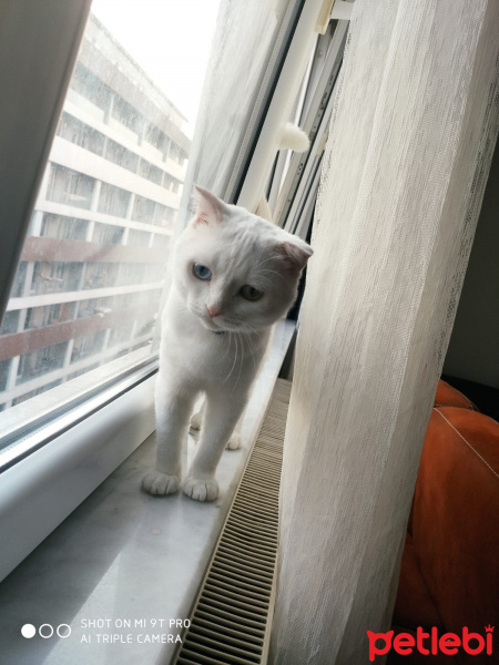 Scottish Fold, Kedi  Asil fotoğrafı