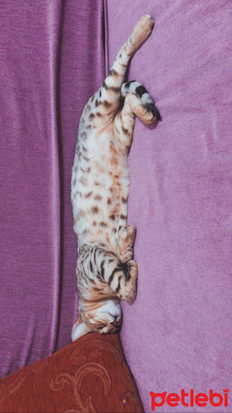 Bengal, Kedi  Çello fotoğrafı