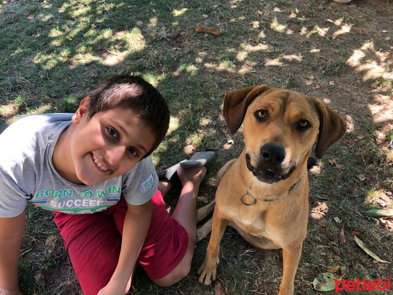 Rottweiler, Köpek  Fıstık fotoğrafı