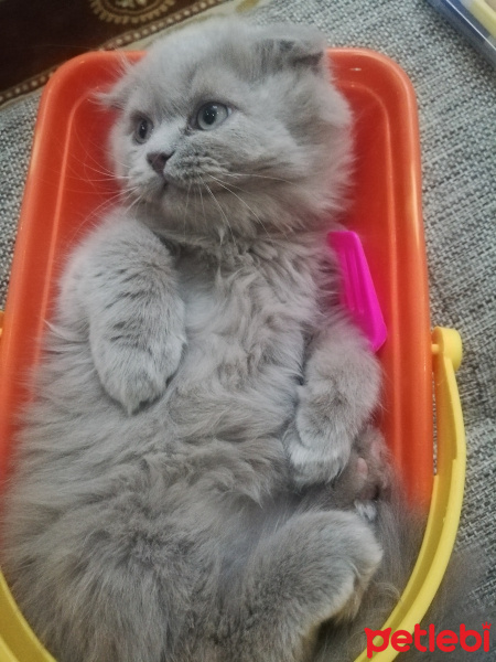 Scottish Fold, Kedi  Tosbik fotoğrafı