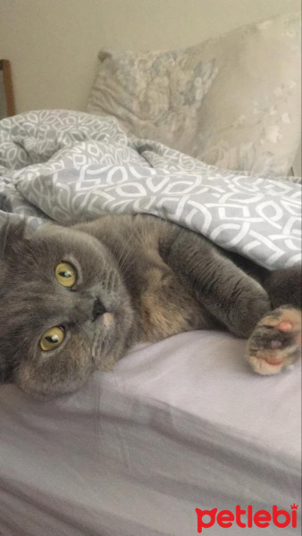 Scottish Fold, Kedi  Lego fotoğrafı