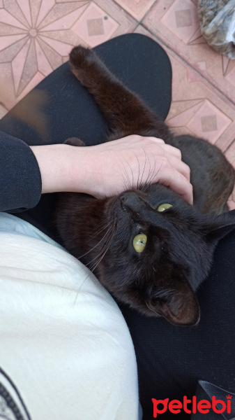 Bombay, Kedi  Marsu fotoğrafı
