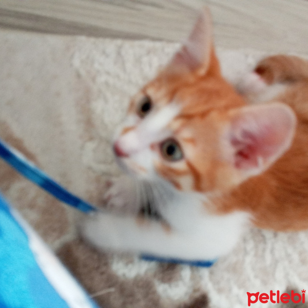 Tekir Kedi, Kedi  Tarçın fotoğrafı