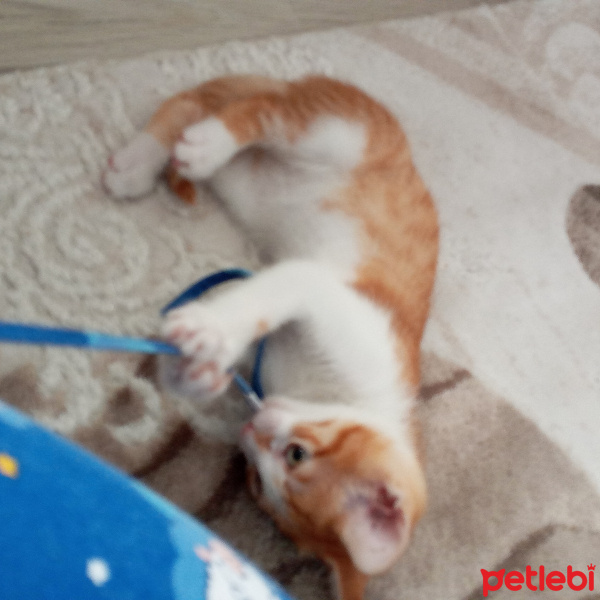 Tekir Kedi, Kedi  Tarçın fotoğrafı