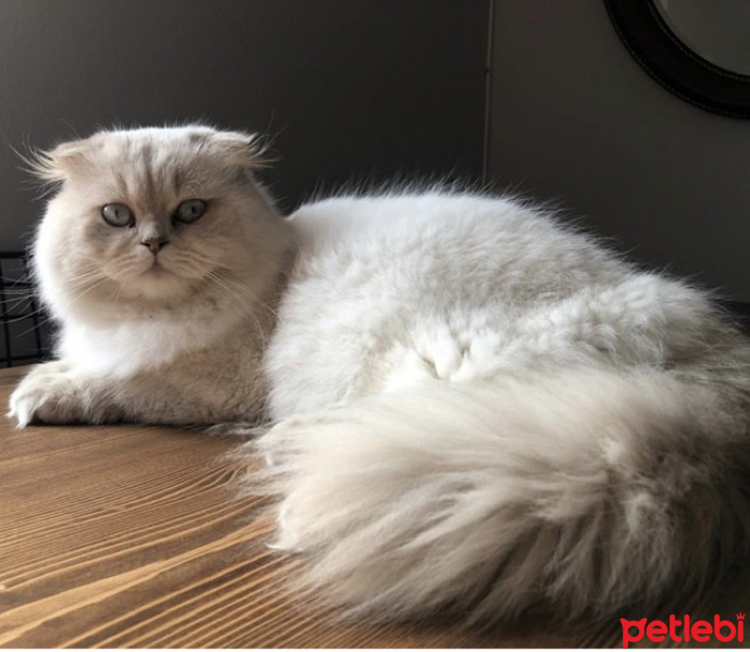 Scottish Fold, Kedi  Pamuk fotoğrafı