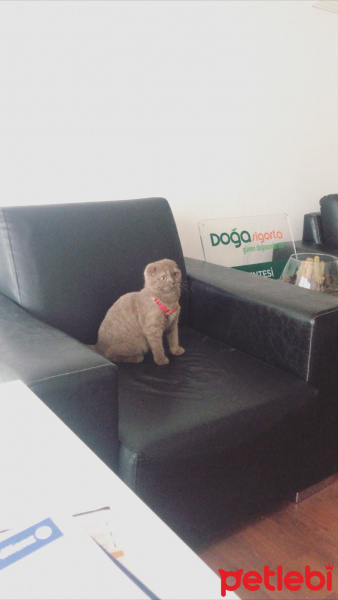 Scottish Fold, Kedi  Miyu fotoğrafı