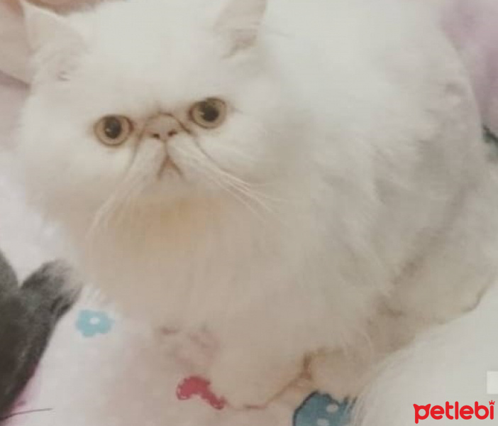İran Kedisi (Persian), Kedi  Lokum fotoğrafı