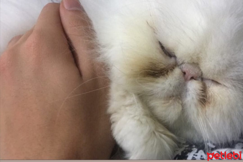 İran Kedisi (Persian), Kedi  Lokum fotoğrafı