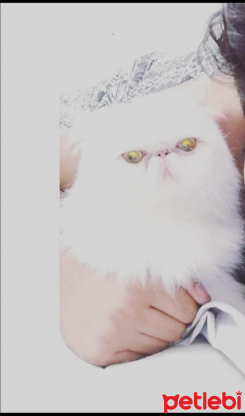 İran Kedisi (Persian), Kedi  Lokum fotoğrafı