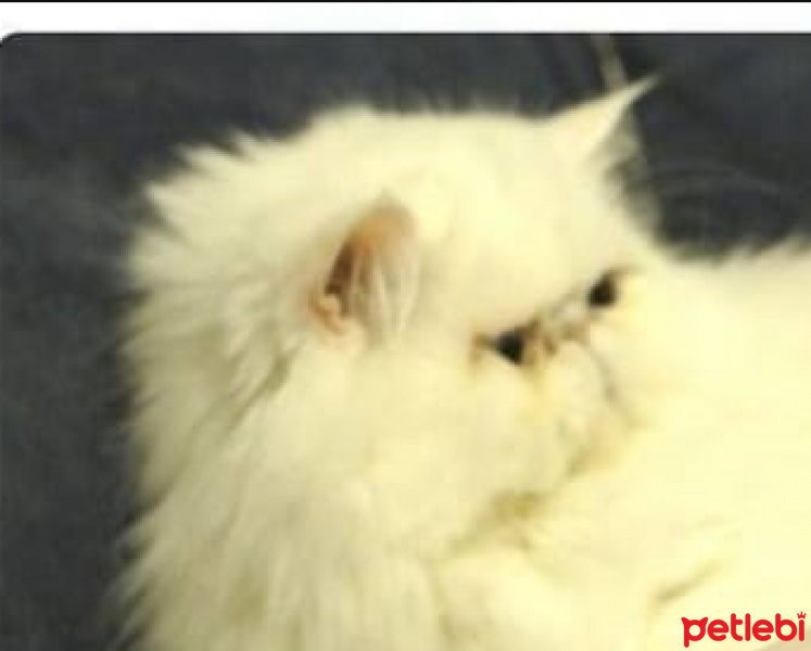 İran Kedisi (Persian), Kedi  Lokum fotoğrafı