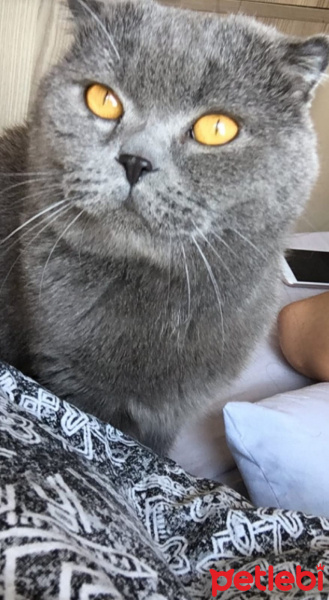 Scottish Fold, Kedi  Gümüş fotoğrafı