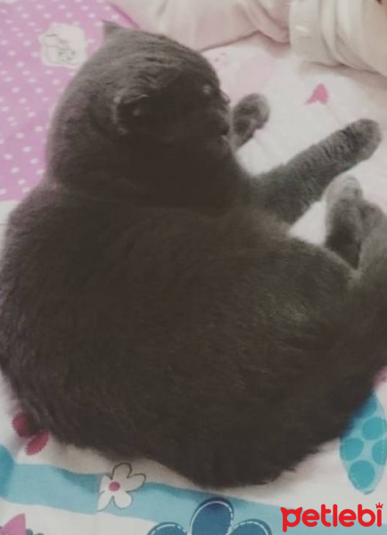 Scottish Fold, Kedi  Gümüş fotoğrafı