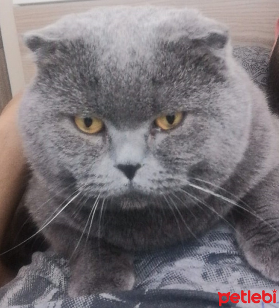 Scottish Fold, Kedi  Gümüş fotoğrafı
