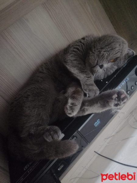 Scottish Fold, Kedi  Gümüş fotoğrafı