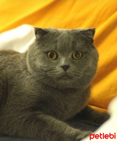 Scottish Fold, Kedi  Gümüş fotoğrafı
