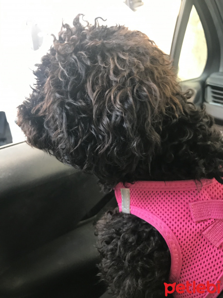 Poodle (Minyatür Kaniş), Köpek  Bella fotoğrafı