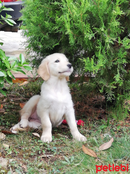 Golden Retriever, Köpek  Gofret fotoğrafı