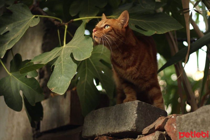 Sarman, Kedi  Pasha fotoğrafı