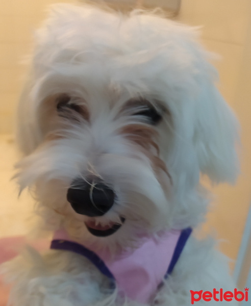 Maltese, Köpek  Pofuduk fotoğrafı