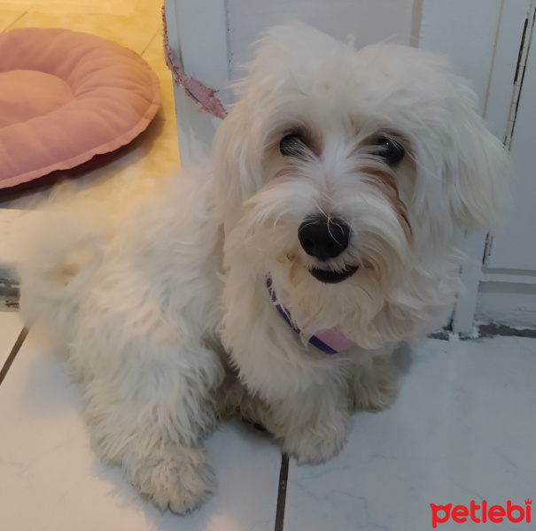 Maltese, Köpek  Pofuduk fotoğrafı