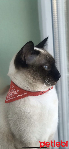 Siyam Kedisi, Kedi  Paşha fotoğrafı