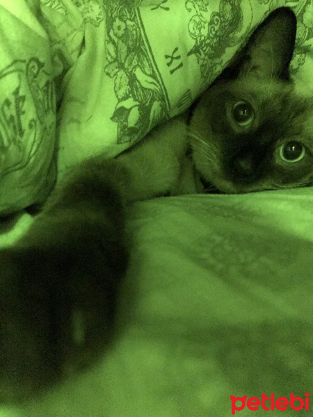 Siyam Kedisi, Kedi  Paşha fotoğrafı