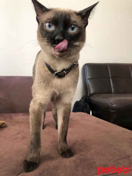 Siyam Kedisi, Kedi  Paşha fotoğrafı