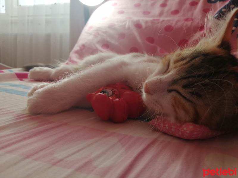 Tekir Kedi, Kedi  Sushi fotoğrafı